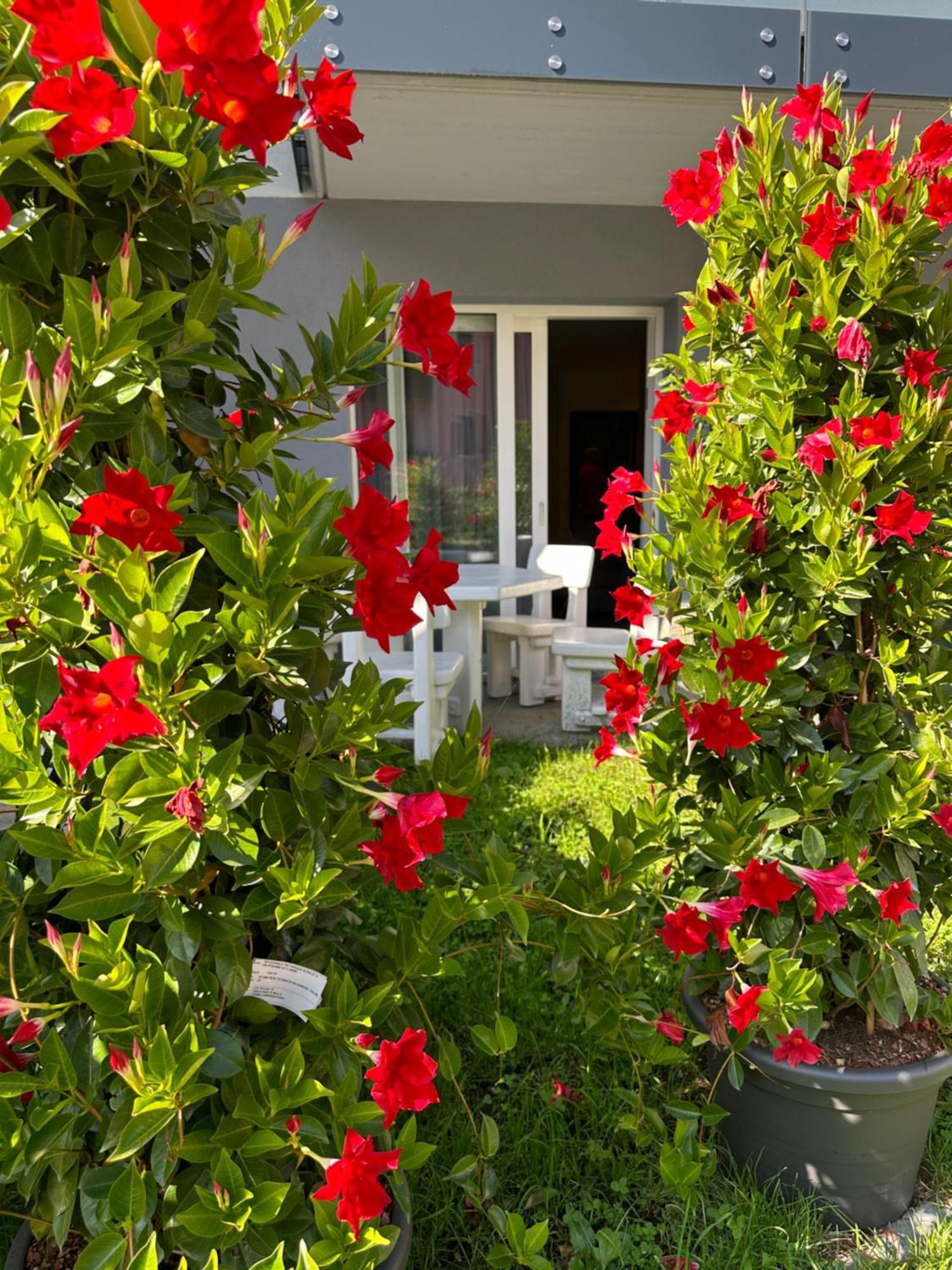 פינזולו Rosensuite La Residenza Del Rosengarten מראה חיצוני תמונה